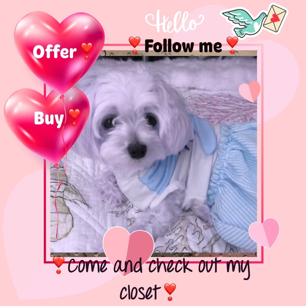🌹🐾MEET ZARA, MY POSH ASSISTANT🐾🌹 - Picture 2 of 5